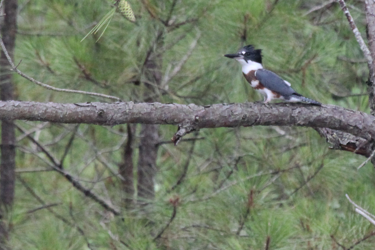 Belted Kingfisher / 7 Jul / Pleasure House Point NA