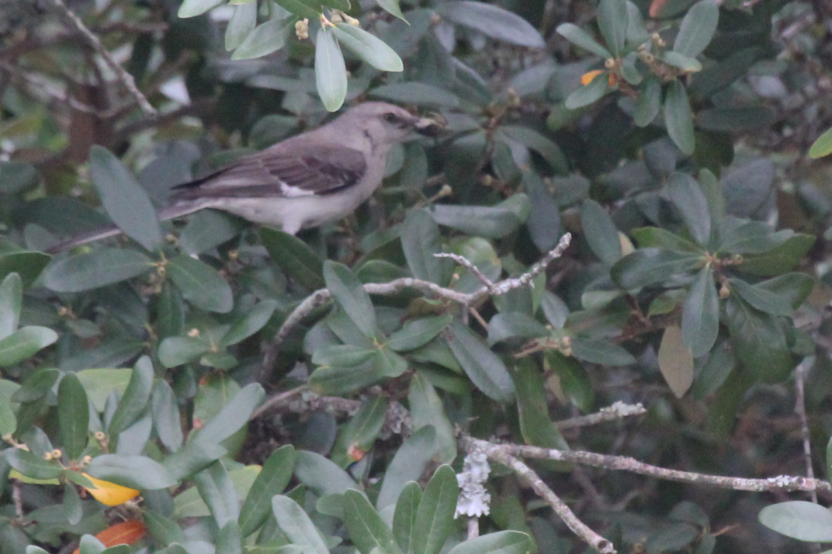 Northern Mockingbird / 7 Jul / Pleasure House Point NA