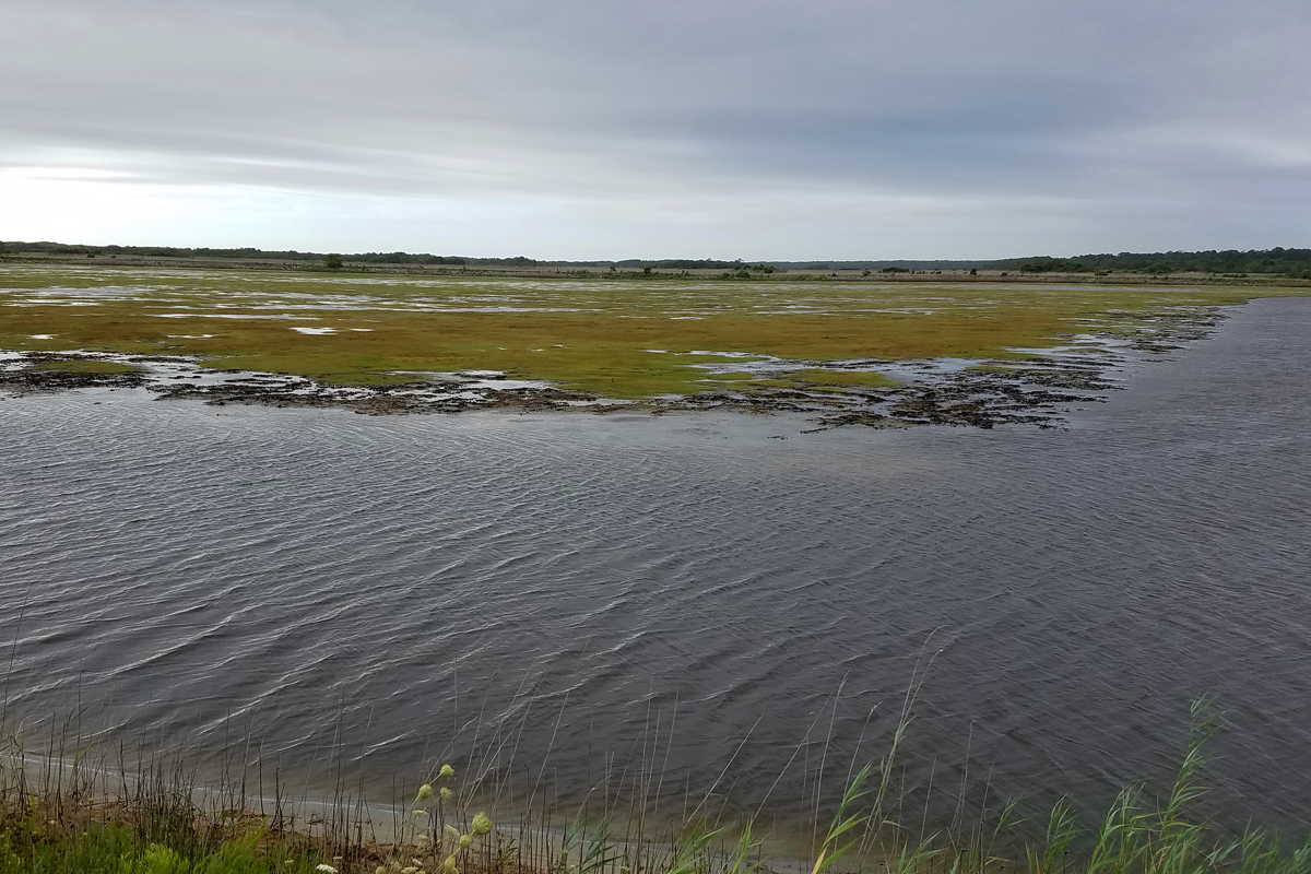 C Storage Pool / 8 Jul / Back Bay NWR