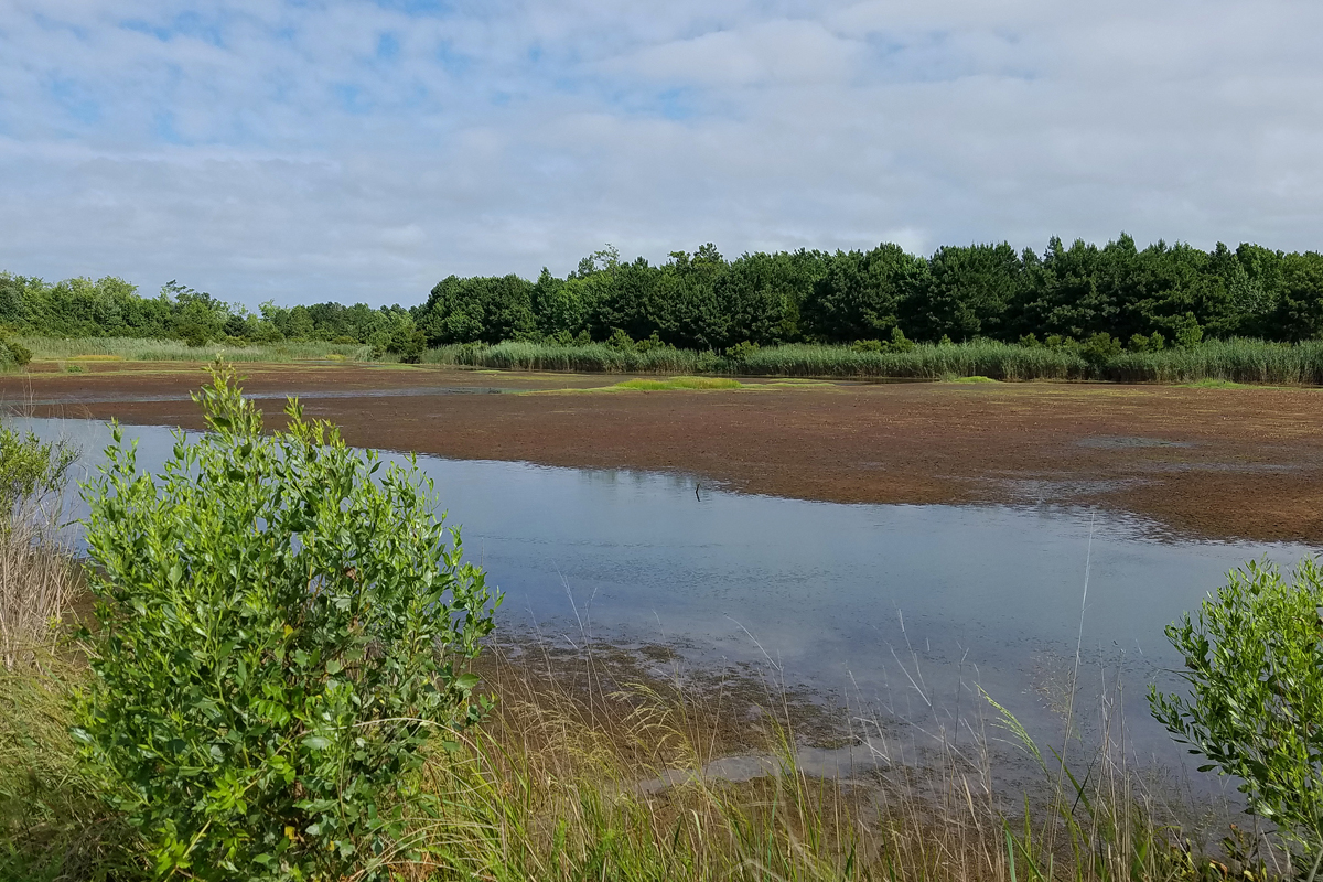 North Cell of Southern Half / 8 Jul / Princess Anne WMA Whitehurst Tract