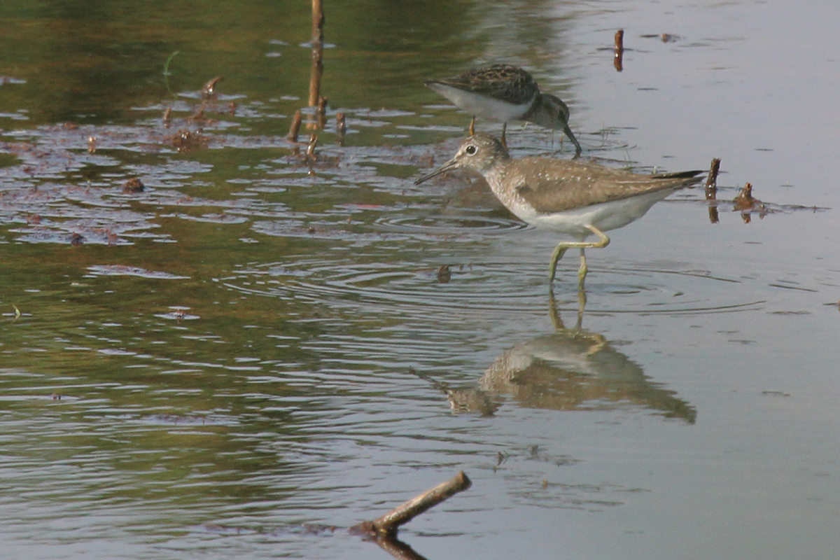 Solitary Sandpiper & Least Sandpiper / 12 Jul / Princess Anne WMA Whitehurst Tract