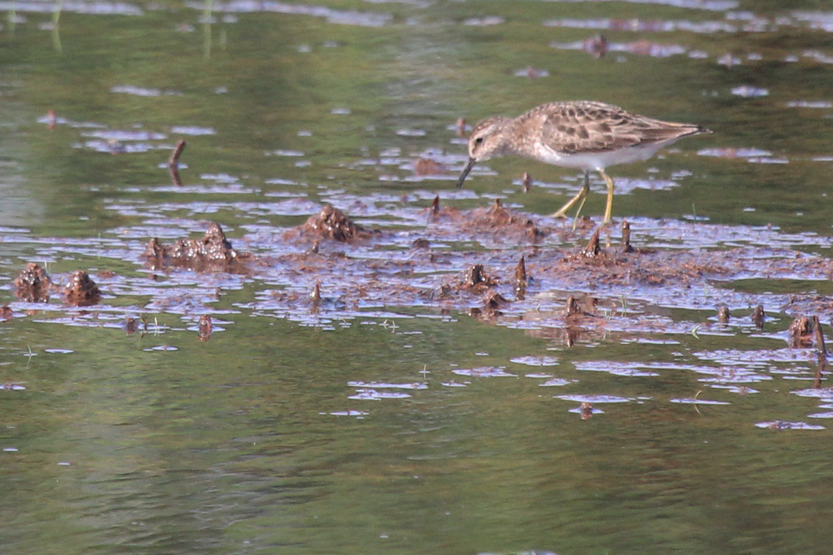 Least Sandpiper / 12 Jul / Princess Anne WMA Whitehurst Tract