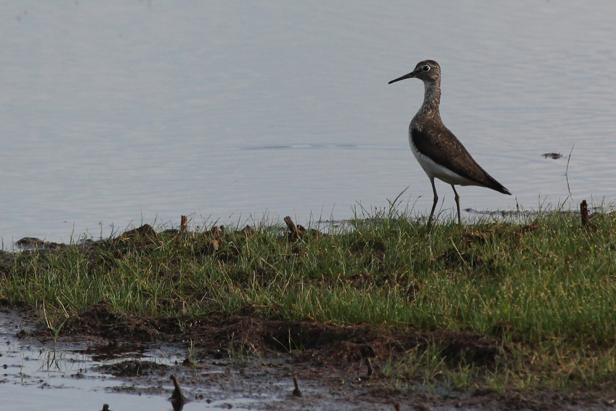 Solitary Sandpiper / 12 Jul / Princess Anne WMA Whitehurst Tract