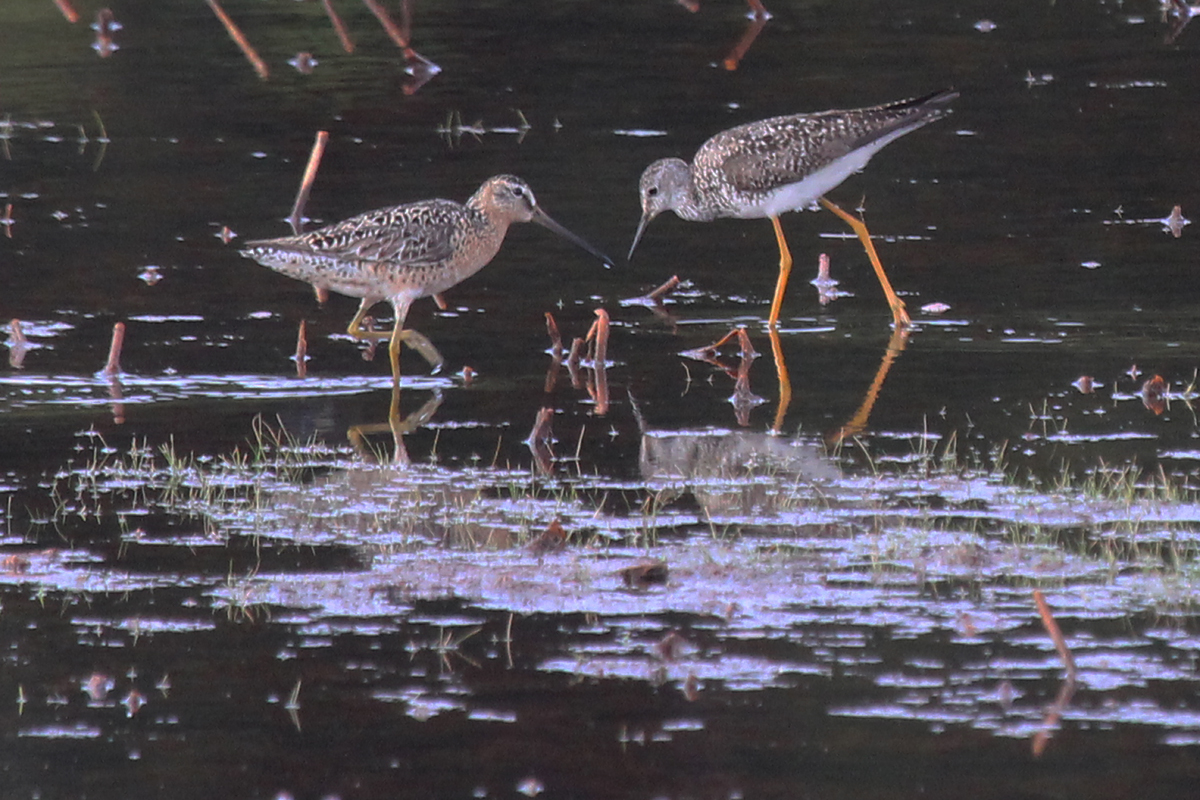 Short-billed Dowitcher & Lesser Yellowlegs / 12 Jul / Princess Anne WMA Whitehurst Tract