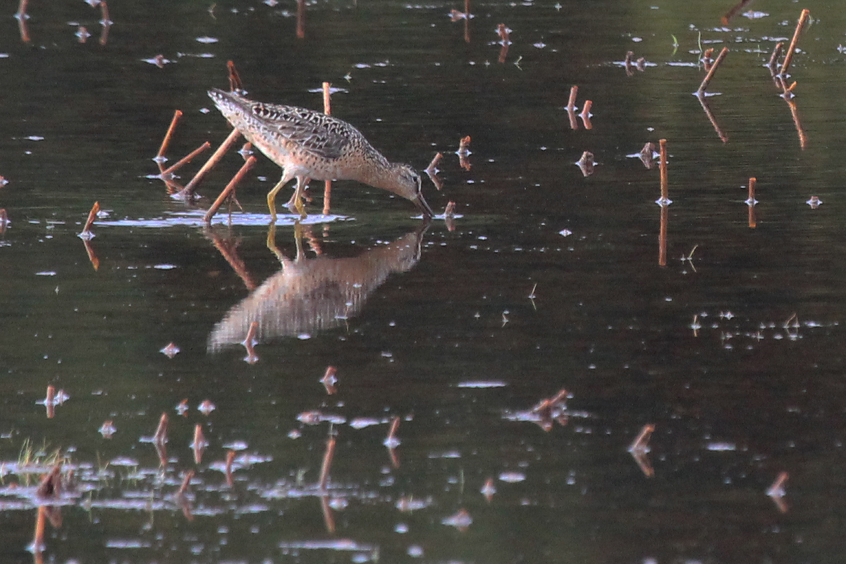 Short-billed Dowitcher / 12 Jul / Princess Anne WMA Whitehurst Tract