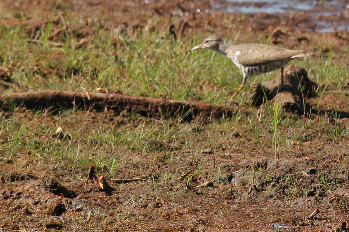 Spotted Sandpiper / 15 Jul / Princess Anne WMA Whitehurst Tract