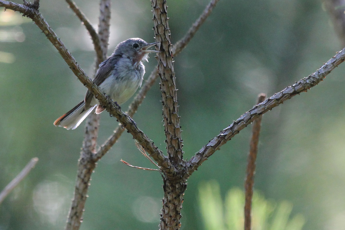 Blue-gray Gnatcatcher / 13 Jul / Princess Anne WMA Whitehurst Tract