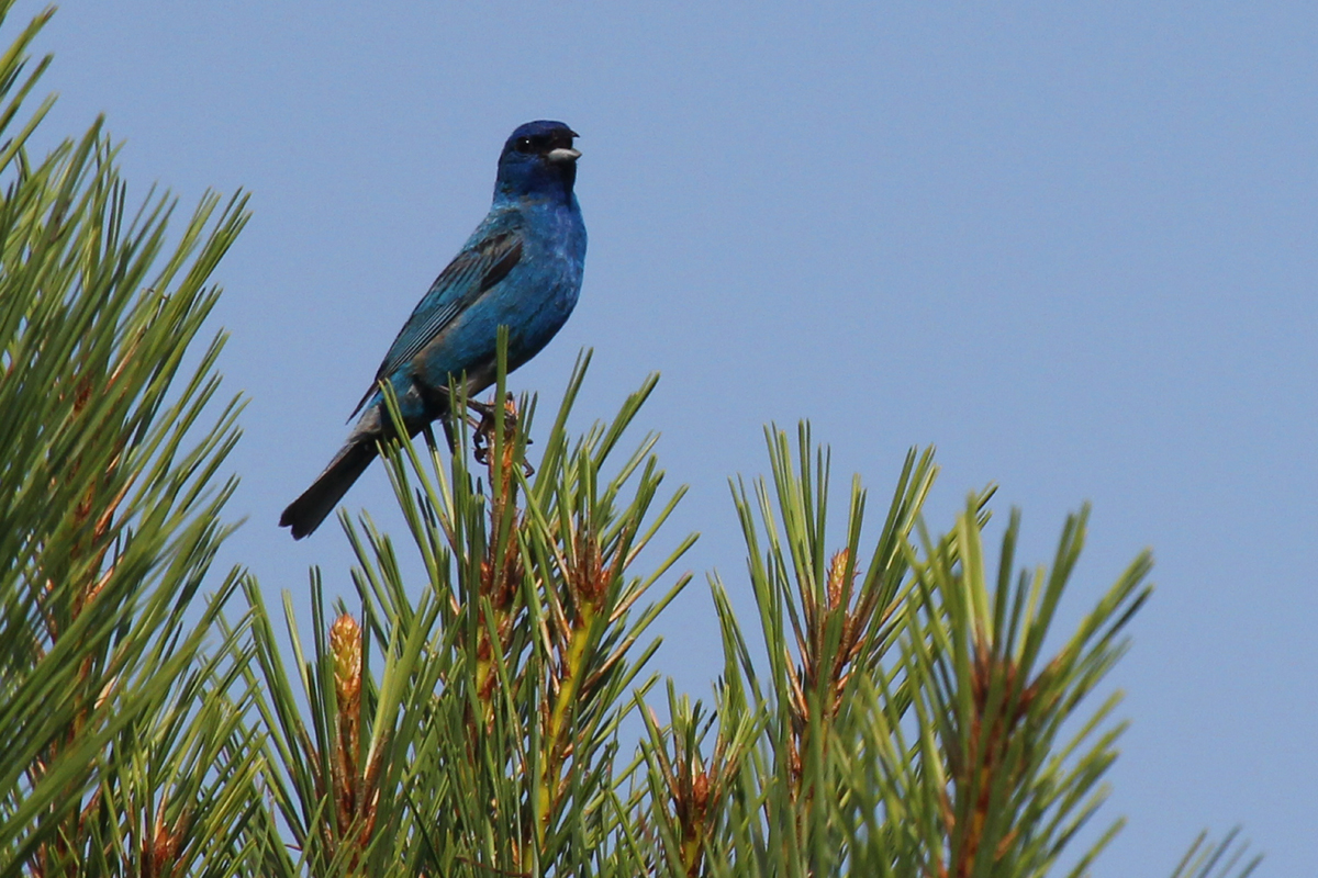 Indigo Bunting / 12 Jul / Princess Anne WMA Whitehurst Tract