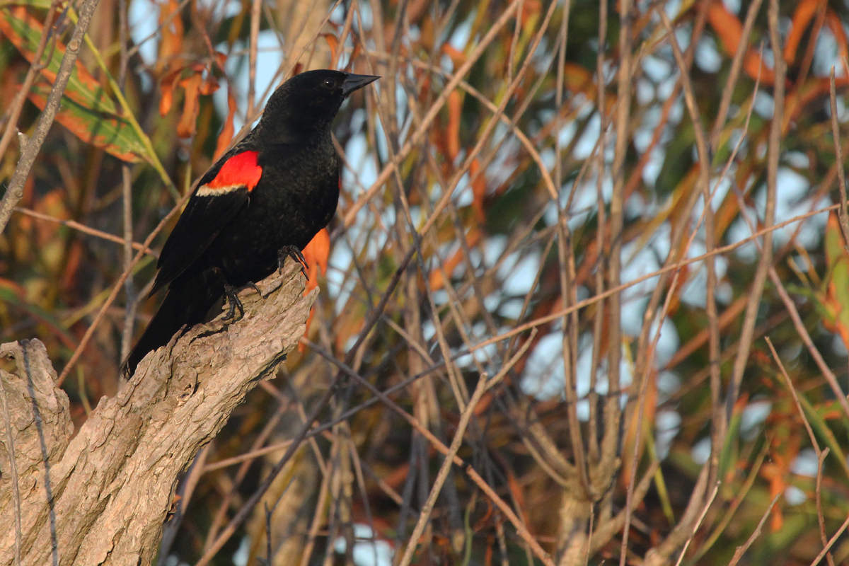 Red-winged Blackbird / 15 Jul / Back Bay NWR