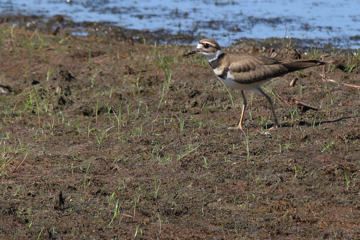 Killdeer / 15 Jul / Princess Anne WMA Whitehurst Tract