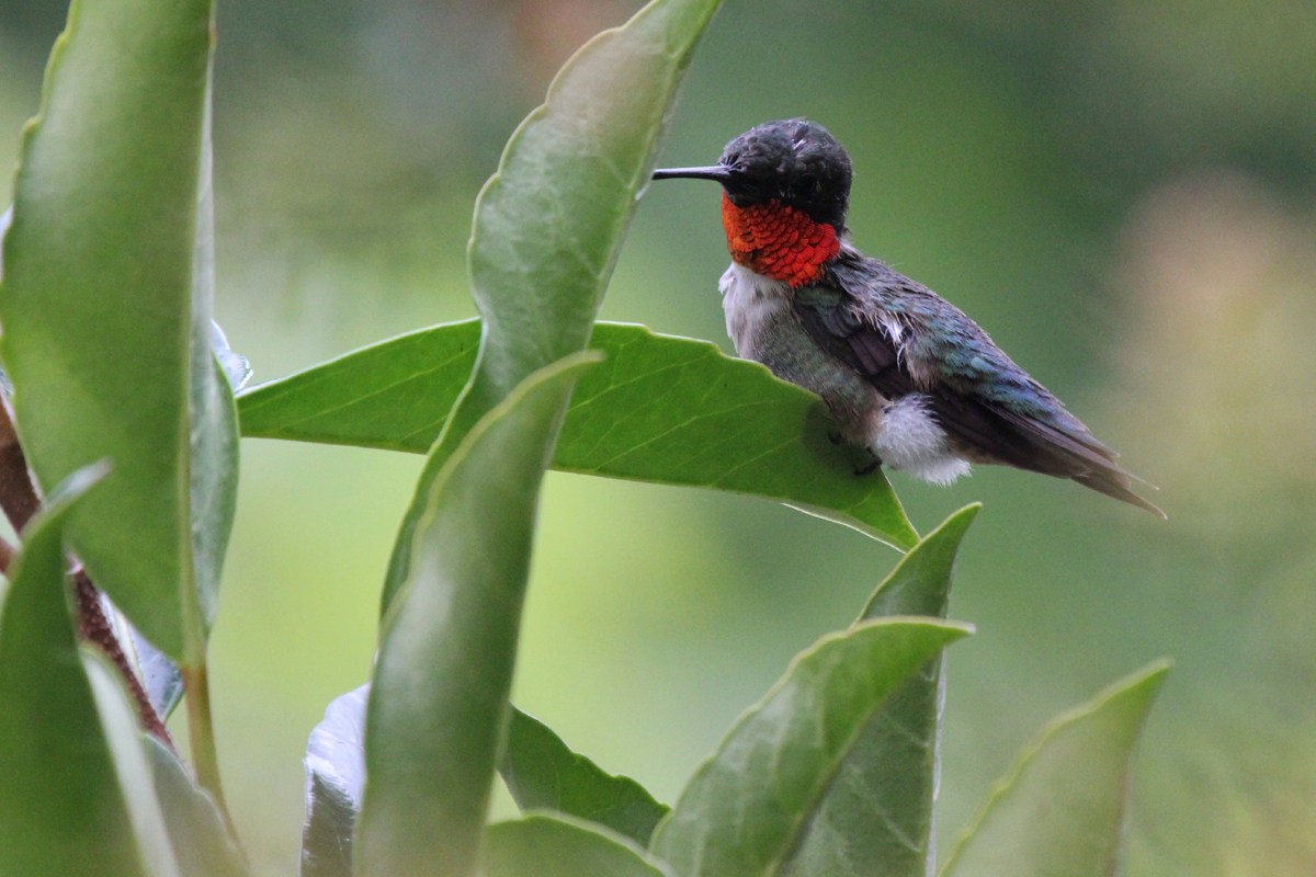 Ruby-throated Hummingbird / 20 Jul