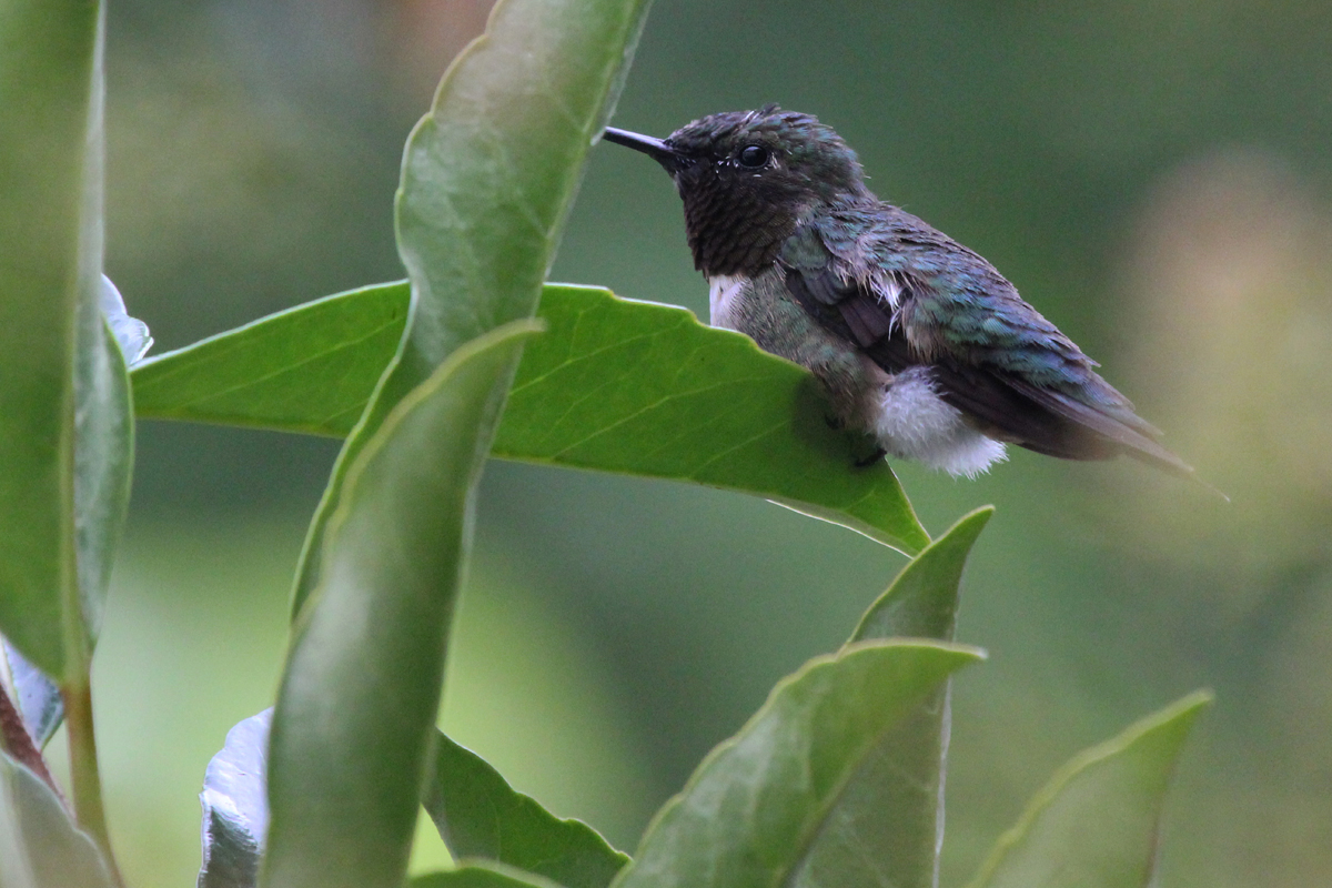 Ruby-throated Hummingbird / 20 Jul