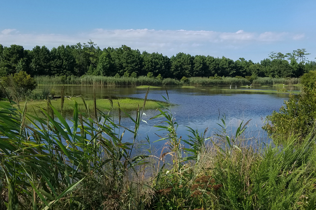 North Southern Cell / 18 Jul / Princess Anne WMA Whitehurst Tract