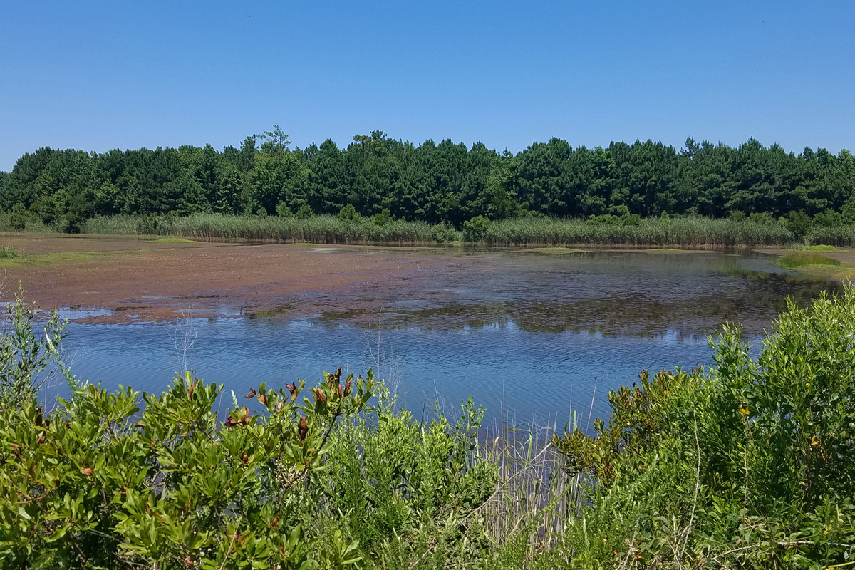 North Southern Cell / 14 Jul / Princess Anne WMA Whitehurst Tract