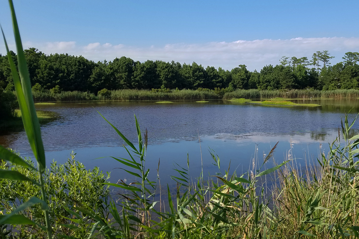 North Southern Cell / 18 Jul / Princess Anne WMA Whitehurst Tract