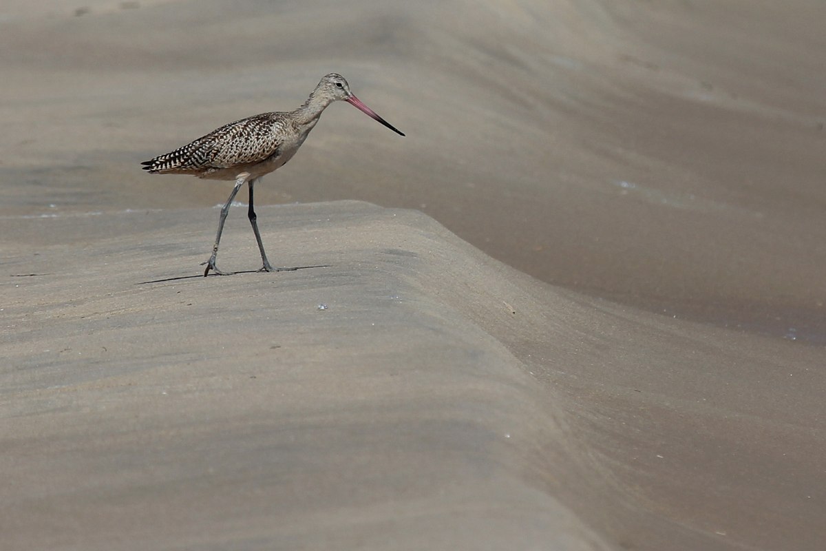 Marbled Godwit / 1 Sep / Back Bay NWR