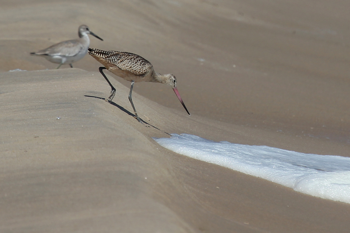 Willet & Marbled Godwit / 1 Sep / Back Bay NWR