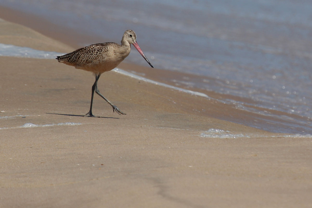 Marbled Godwit / 1 Sep / Back Bay NWR