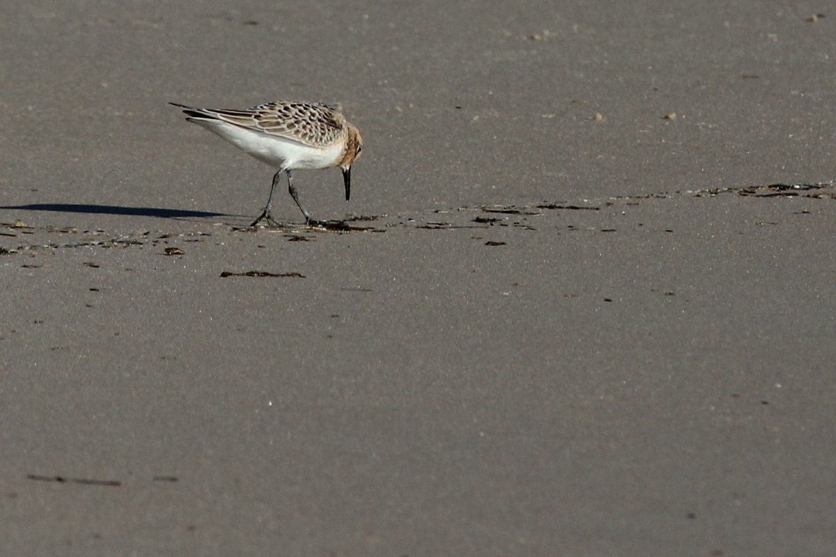 Baird's Sandpiper / 1 Sep / Back Bay NWR