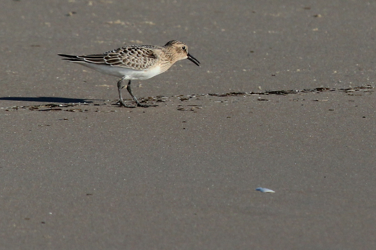 Baird's Sandpiper / 1 Sep / Back Bay NWR