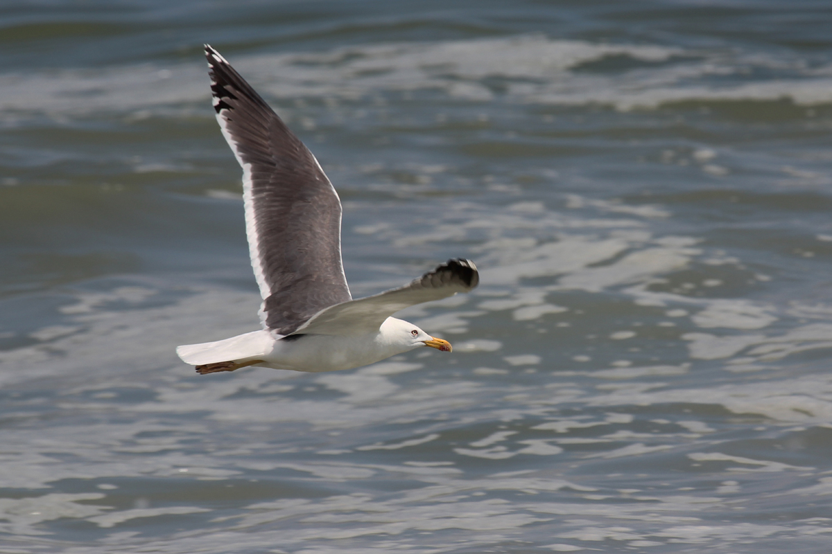 Lesser Black-backed Gull / 1 Sep / Back Bay NWR