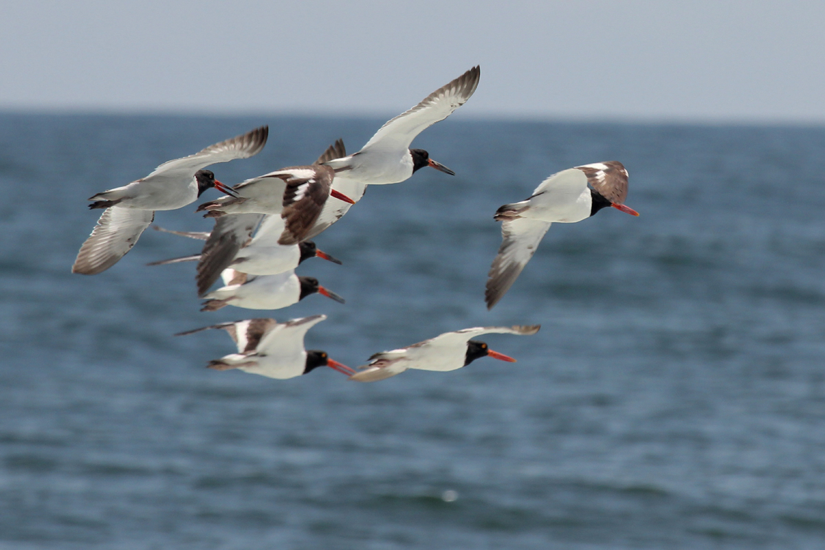 American Oystercatchers / 1 Sep / Back Bay NWR