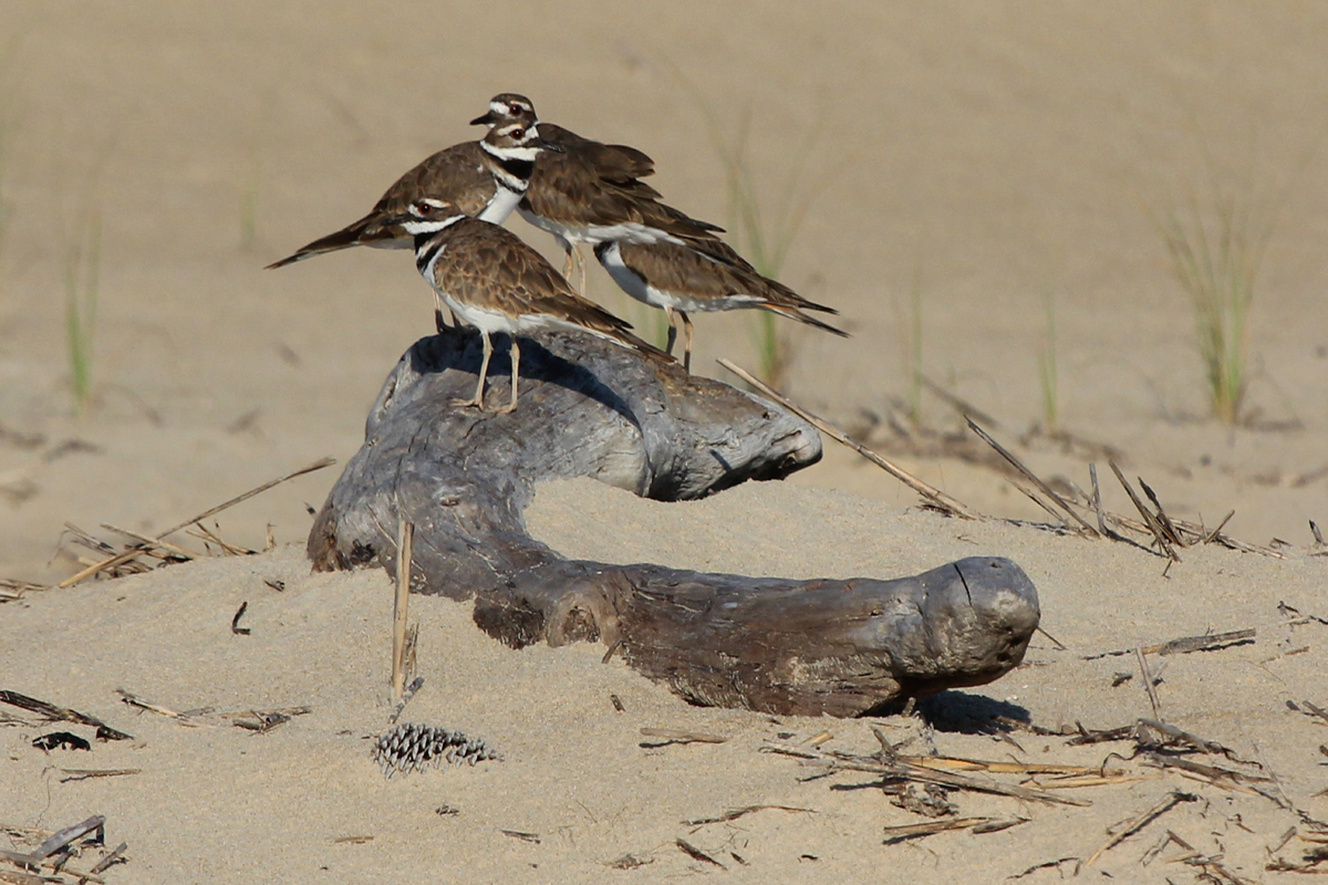 Killdeer / 2 Sep / Back Bay NWR