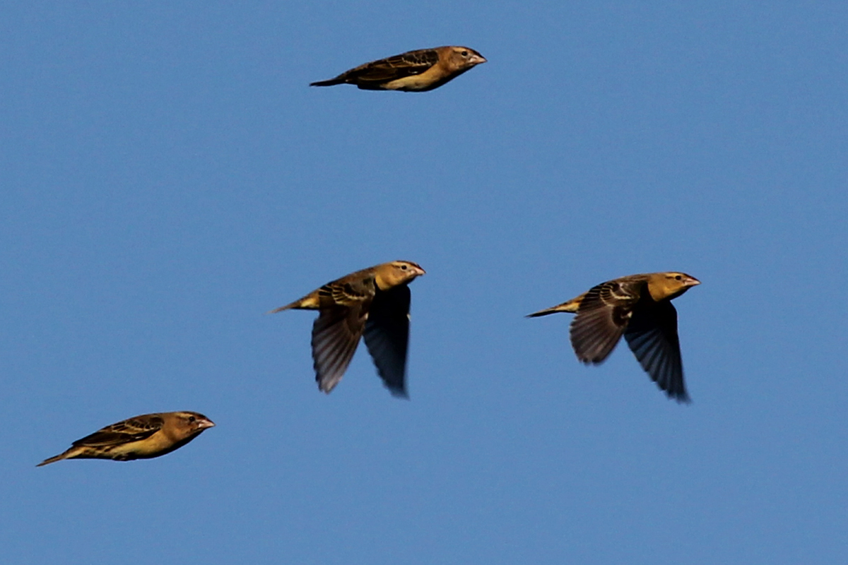 Bobolinks  / 3 Sep / Back Bay NWR