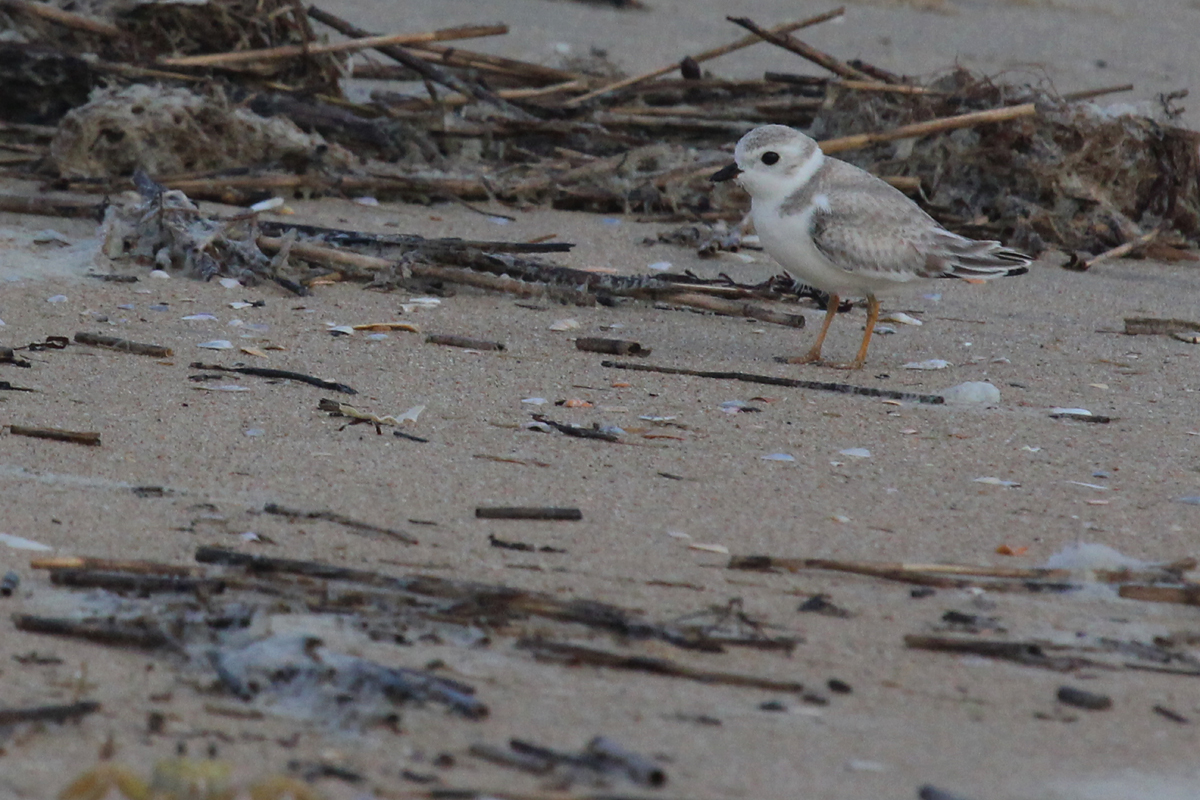 Piping Plover / 9 Sep / Back Bay NWR