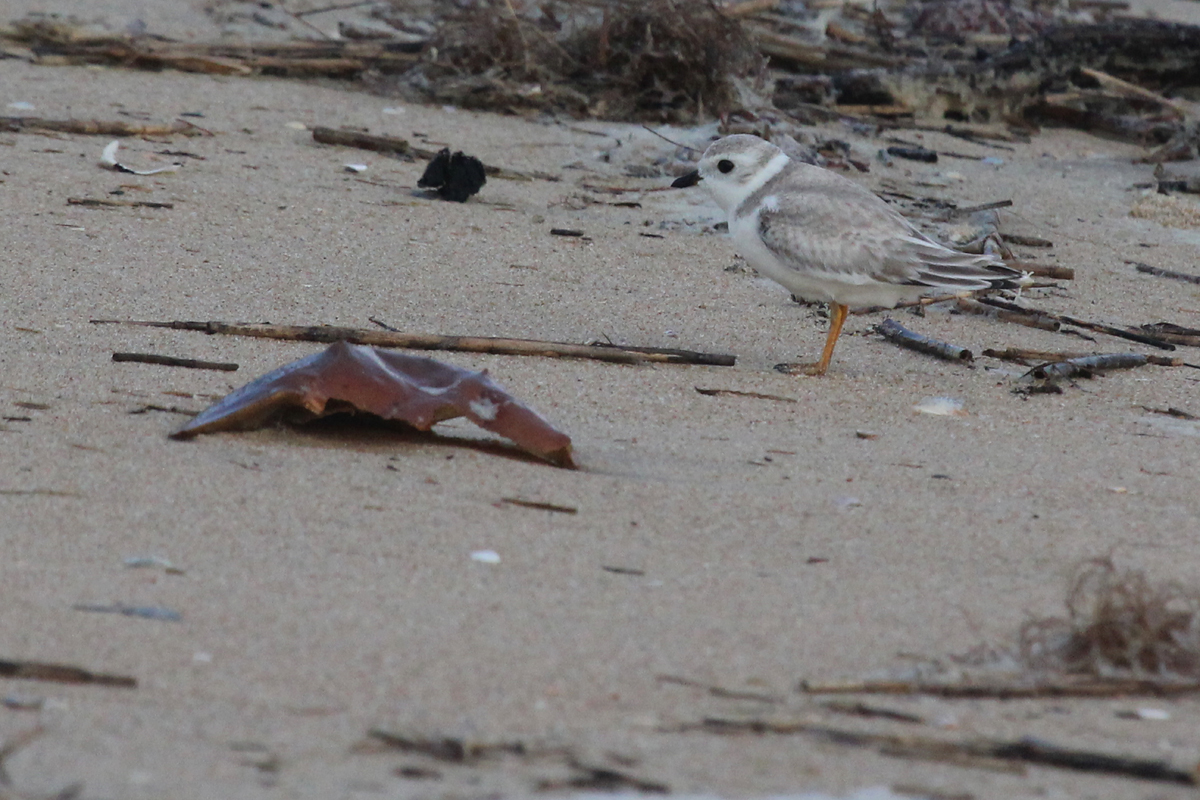 Piping Plover / 9 Sep / Back Bay NWR