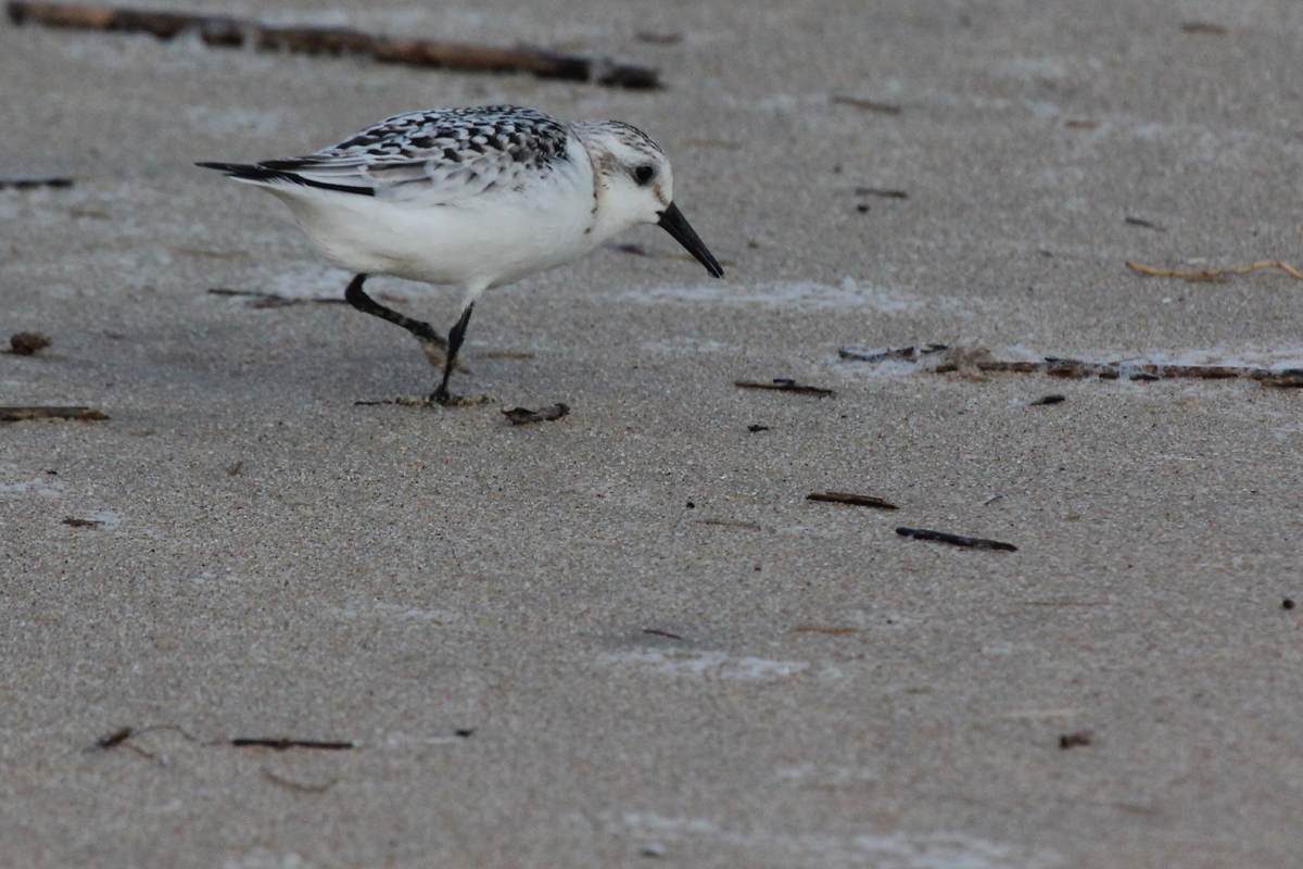 Sanderling / 9 Sep / Back Bay NWR