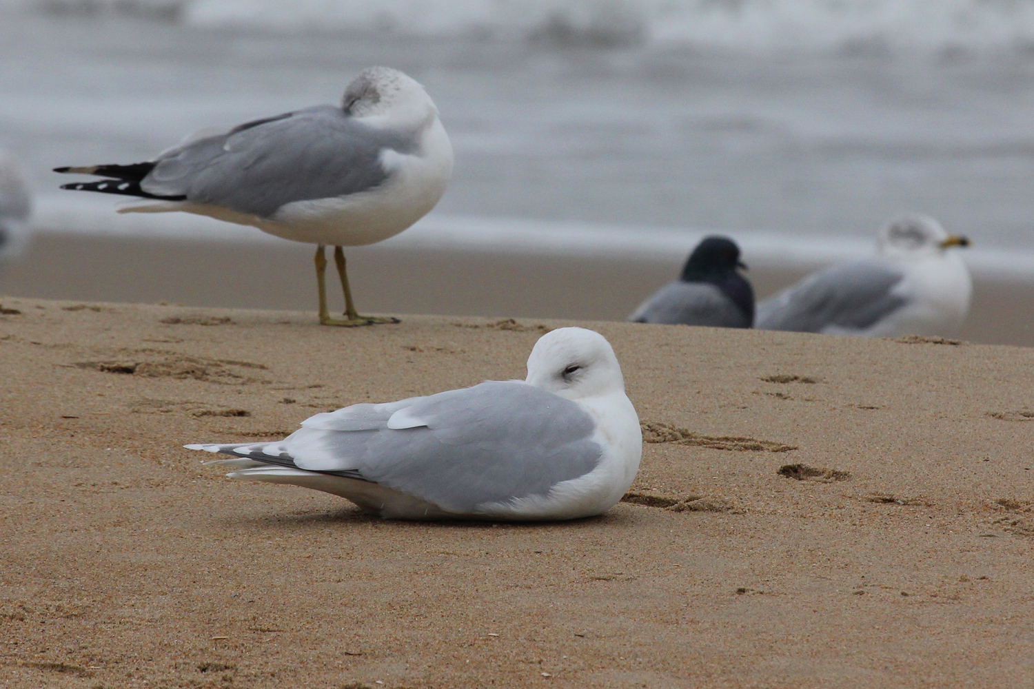 Iceland Gull (Kumlien's) / 4 Jan / 39th St. Beach