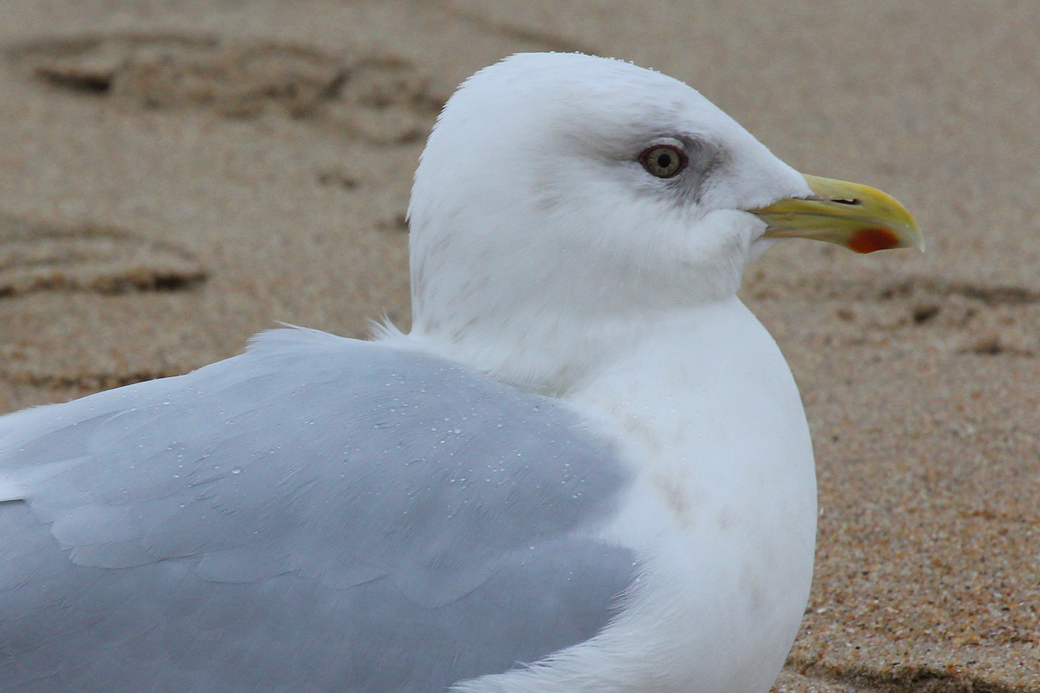 Iceland Gull (Kumlien's) / 4 Jan / 39th St. Beach