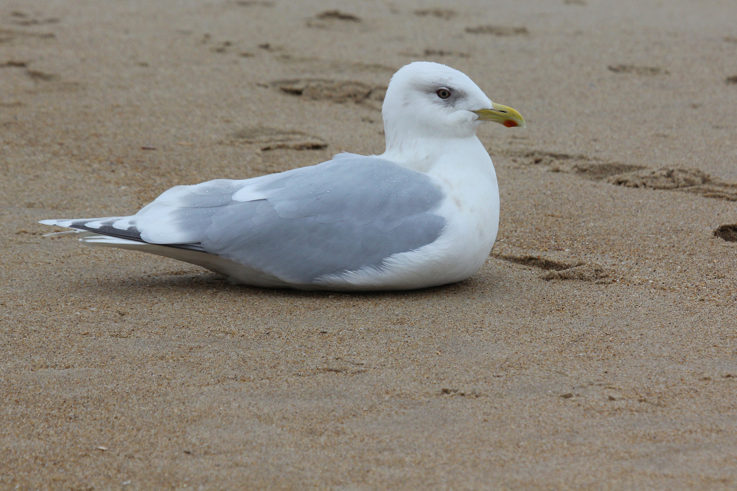 Iceland Gull (Kumlien's) / 4 Jan / 39th St. Beach