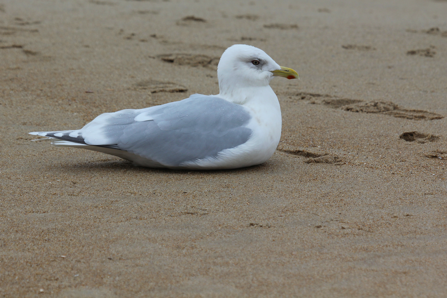 Iceland Gull (Kumlien's) / 4 Jan / 39th St. Beach