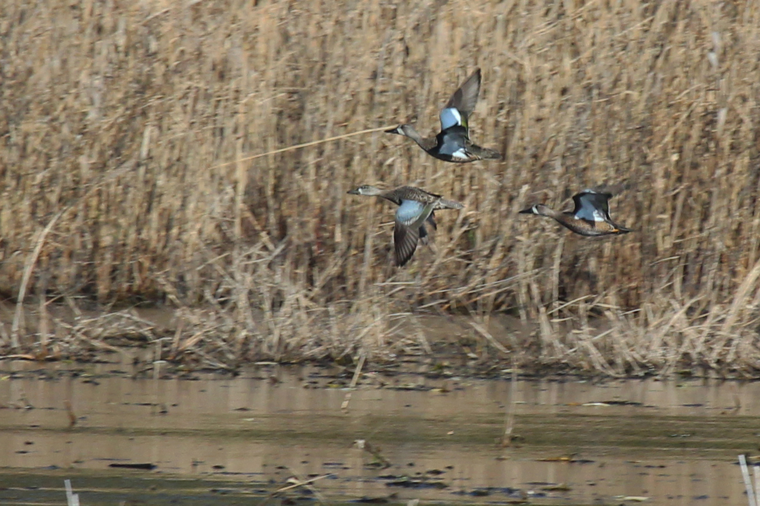 Blue-winged Teal / 6 Jan / Princess Anne WMA Beasley Tract