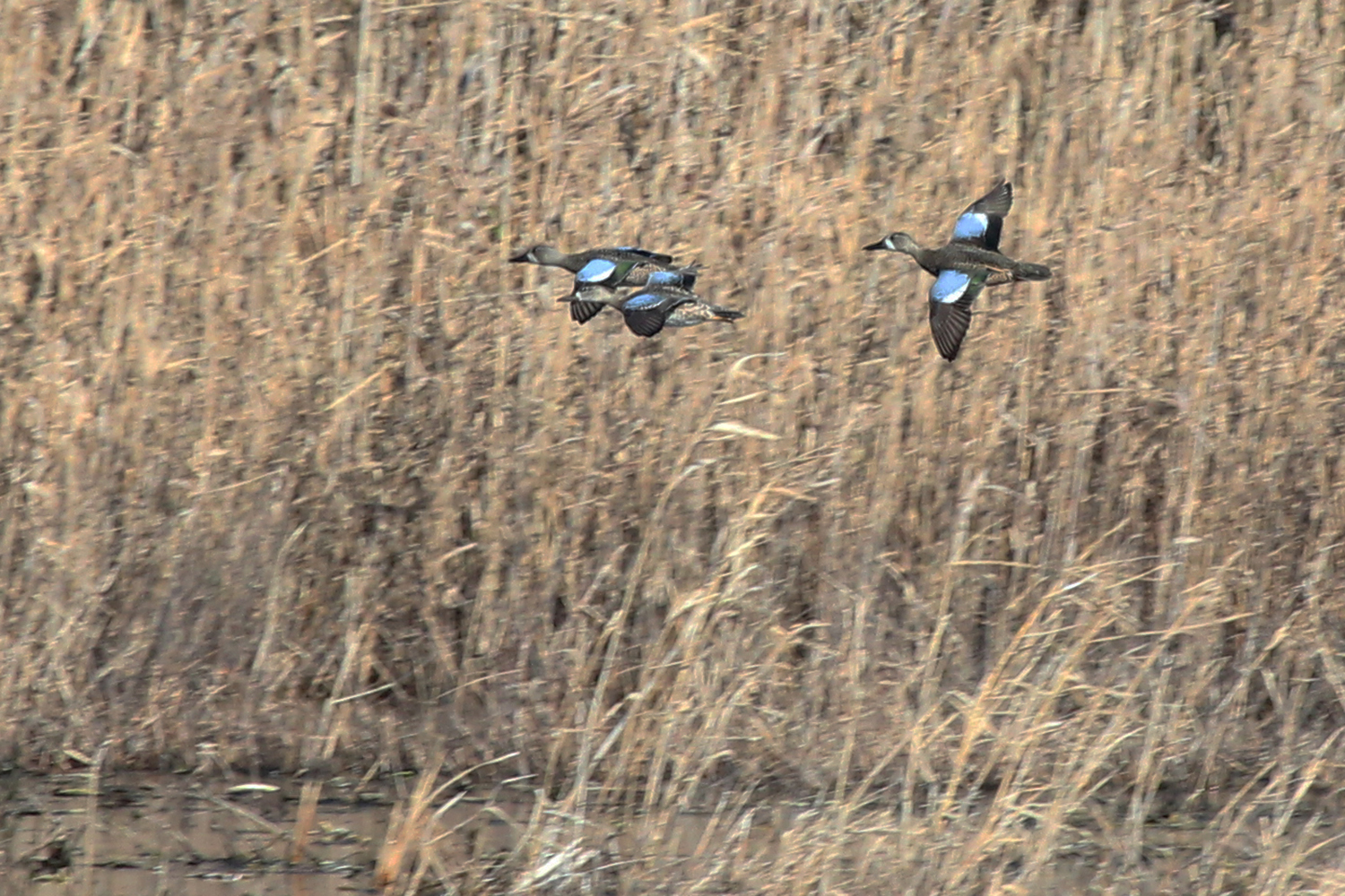 Blue-winged Teal / 6 Jan / Princess Anne WMA Beasley Tract