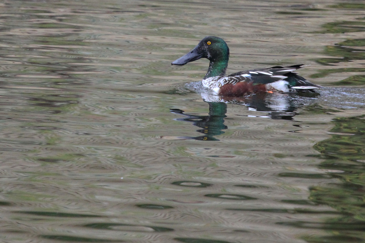 Northern Shoveler / 2 Jan / Kings Grant Lakes