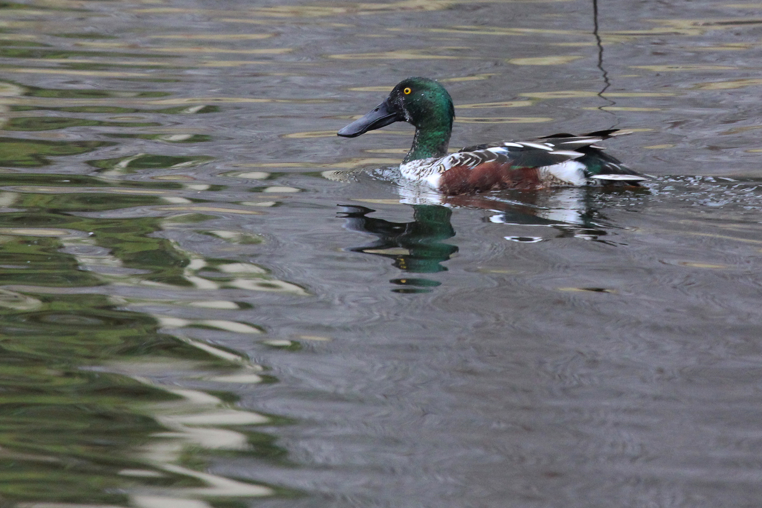 Northern Shoveler / 2 Jan / Kings Grant Lakes