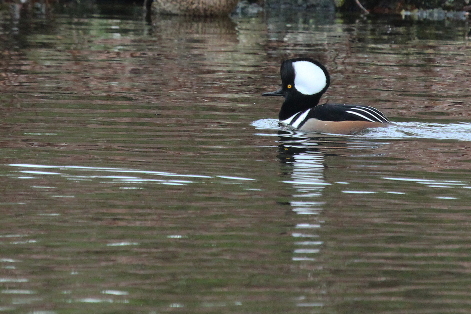 Hooded Merganser / 2 Jan / Kings Grant Lakes