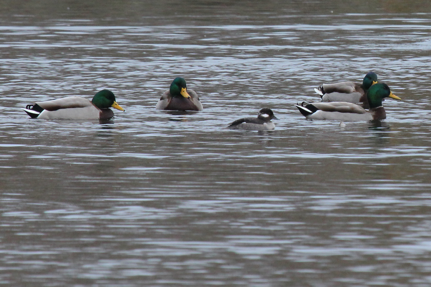 Mallards & Bufflehead / 2 Jan / Kings Grant Lakes