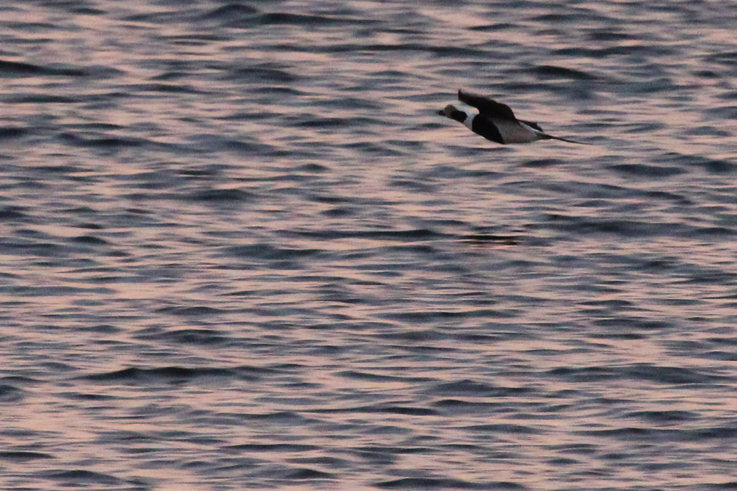 Long-tailed Duck / 6 Jan / Little Island Park