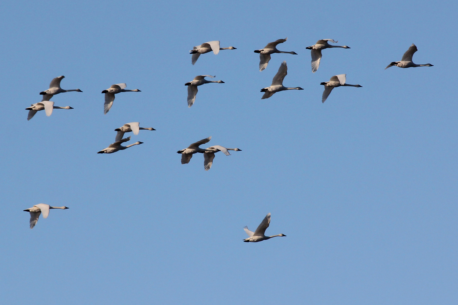 Tundra Swans / 6 Jan / Back Bay NWR