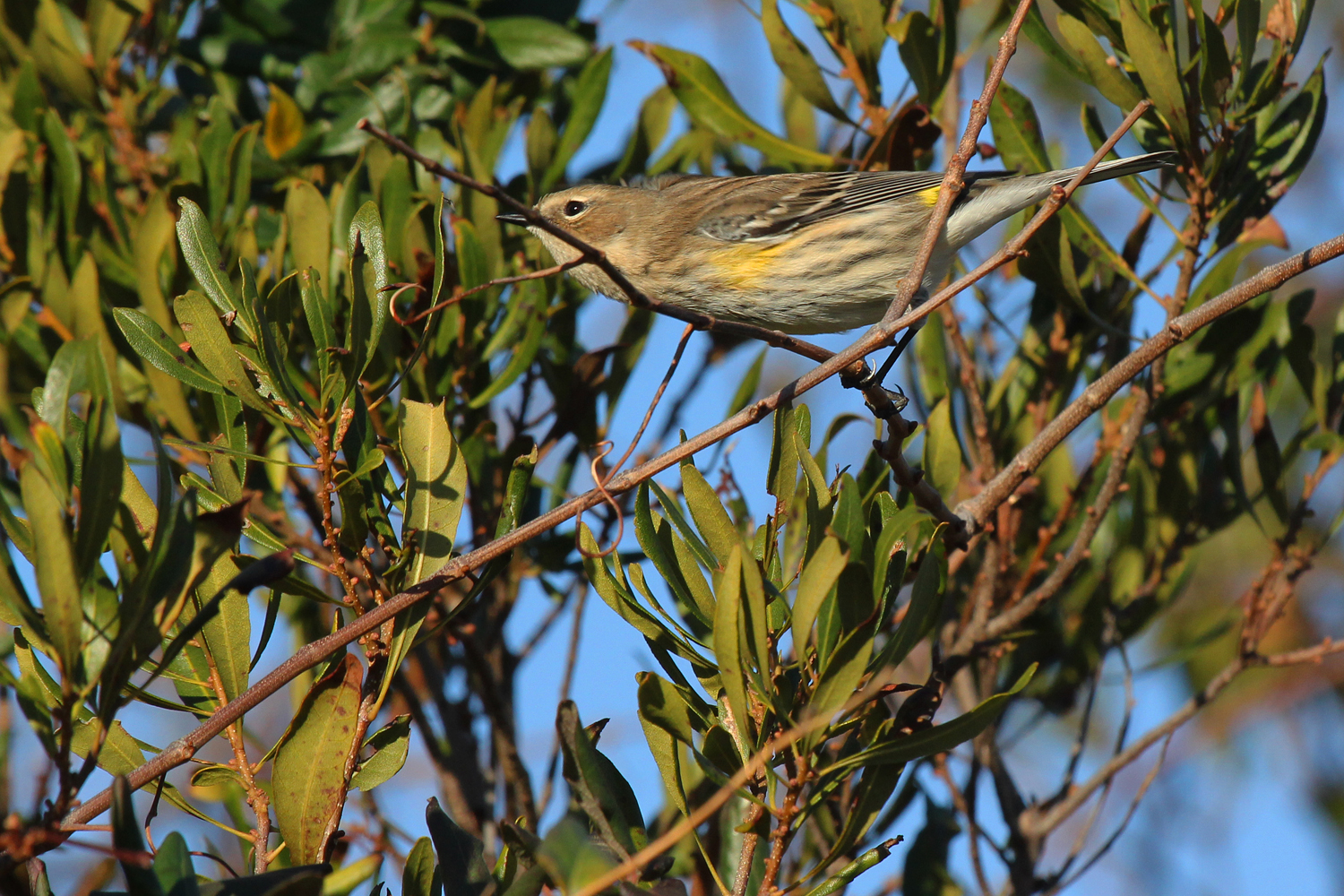 Yellow-rumped Warbler (Myrtle) / 6 Jan / Back Bay NWR