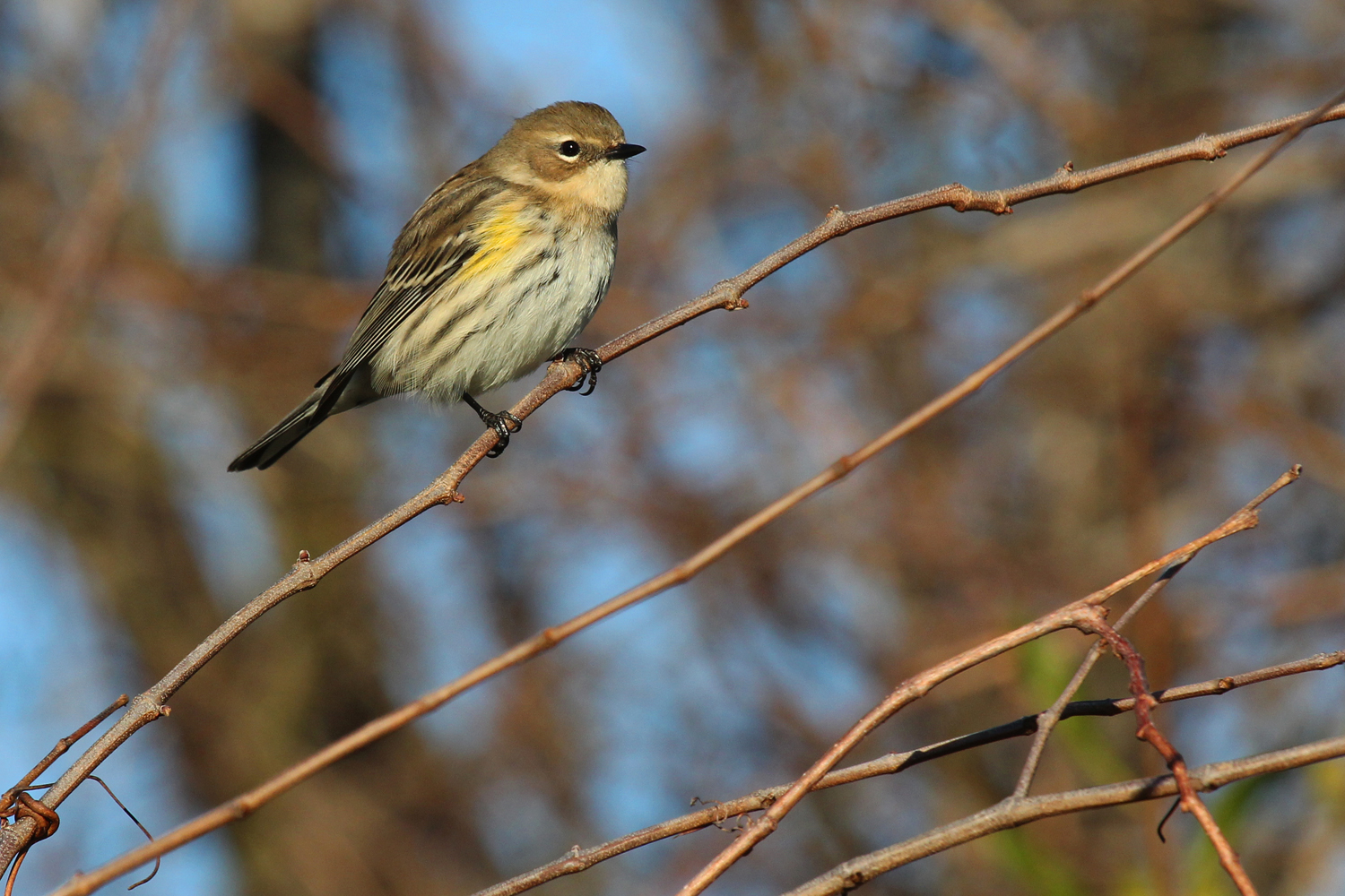 Yellow-rumped Warbler (Myrtle) / 6 Jan / Back Bay NWR