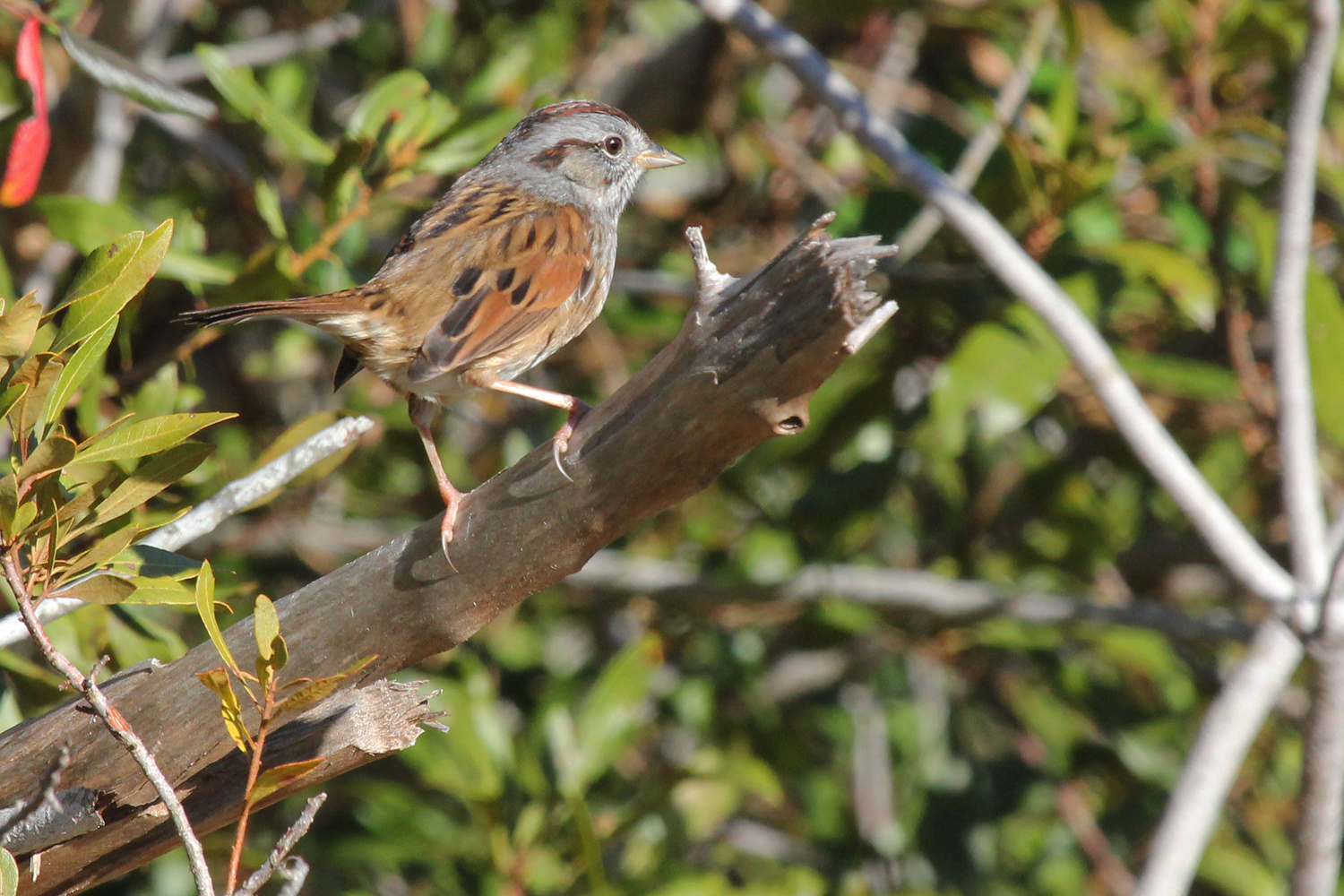 Swamp Sparrow / 6 Jan / Princess Anne WMA Whitehurst Tract