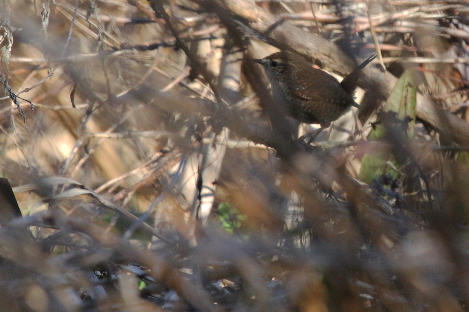 Winter Wren / 6 Jan / Princess Anne WMA Whitehurst Tract
