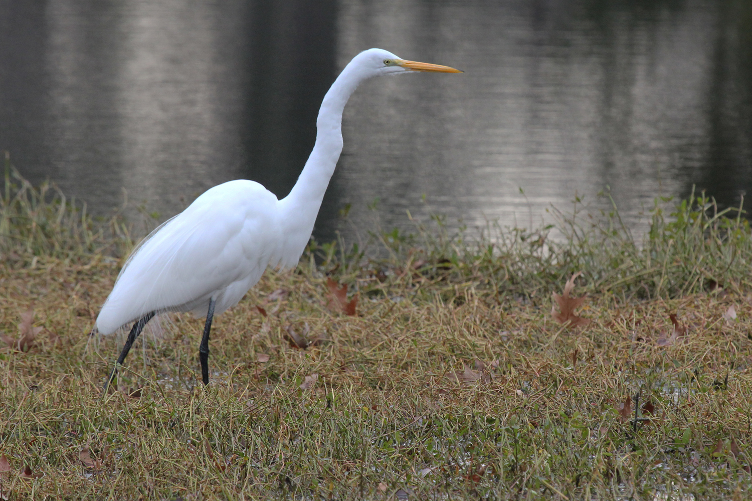 Great Egret / 2 Jan / Kings Grant Lakes