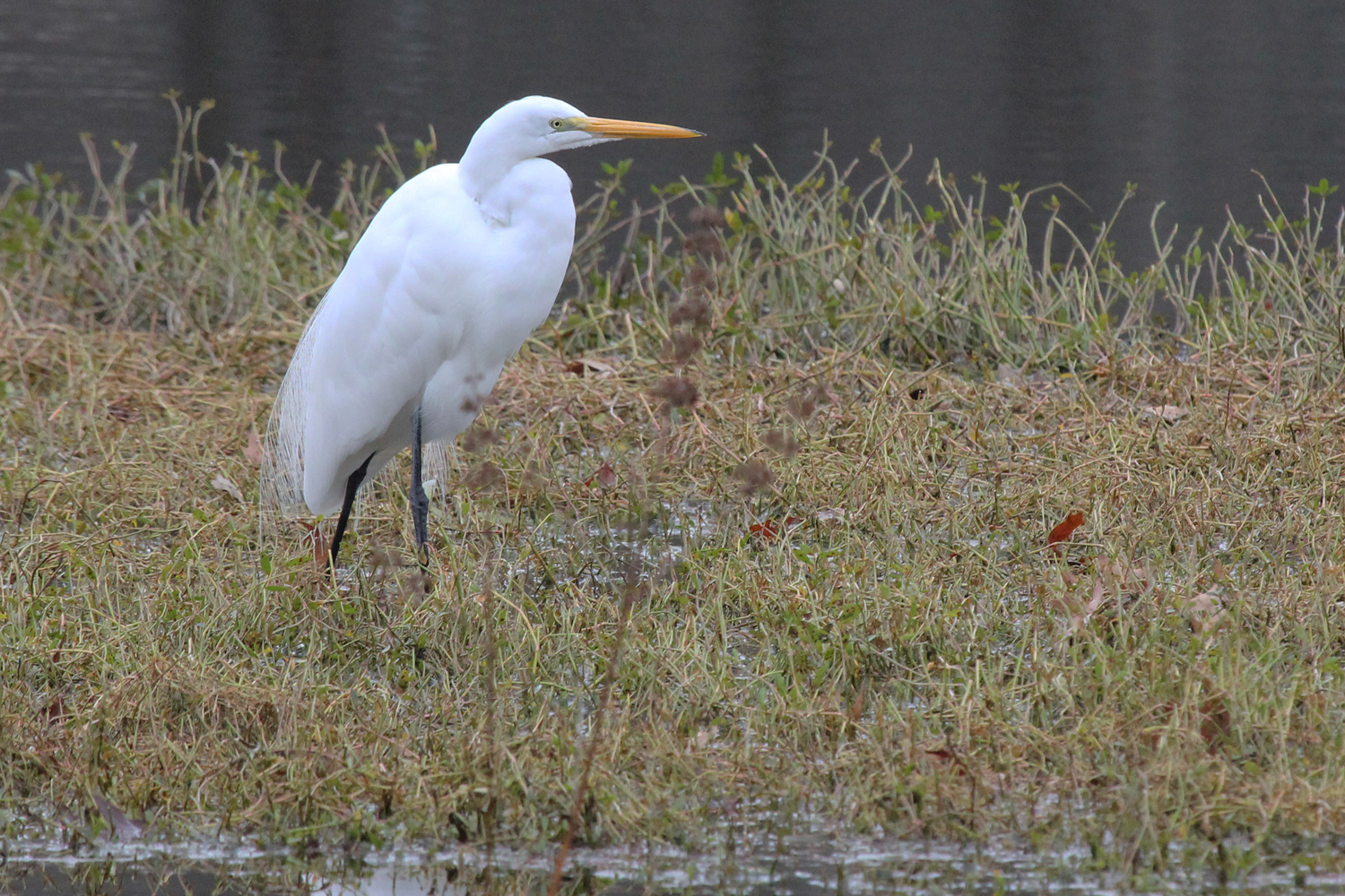 Great Egret / 2 Jan / Kings Grant Lakes