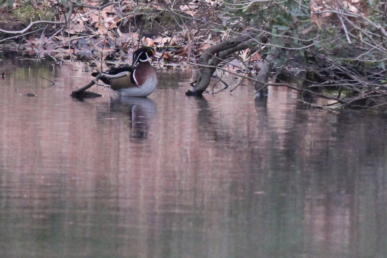 Wood Duck / 2 Jan / Kings Grant Lakes